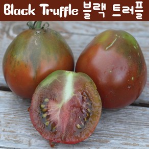 블랙 트러플 Black Tuffle 희귀한 토마토 교육용 체험용, 1개