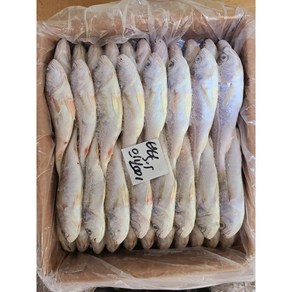 [삼성씨푸드] 업소용 민어조기 10kg 1박스 침조기 도매 대용량, 1개
