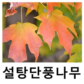 설탕단풍나무 묘목 캐나다단풍 포트묘 3개묶음, 3개