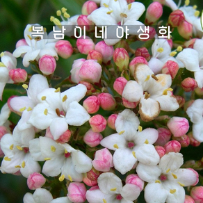 모학분꽃 [1포트 복남이네야생화 모종 왜성 분꽃나무 꽃나무 viburnum]