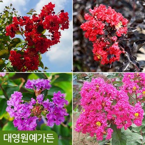 배롱나무 개화주 4종 택1 여름꽃 백일홍 꽃나무 보라색 분홍 적색 자엽 정원수, 02. 다이나마이트 14cm포트, 1개