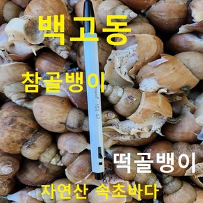 (쌍다리상회) 자연산 백골뱅이 참골뱅이 떡골뱅이, 1개, 참골뱅이 백고동 50마리 물포장급냉