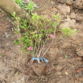 충주원예조경 / 영산홍(석암) / 30cm / 5주, 석암, 1개