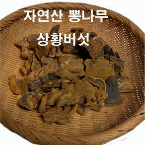 자연산 뽕나무 상황버섯(500g)/환자 영양식/건강 선물