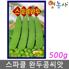 완두콩씨앗 500g 대용량, 1개