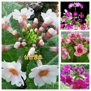 삼단피기앵초(소품) [야생화담담], 1개