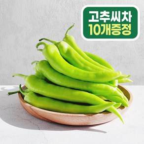 혈당조절 당조고추 1kg 모악산 당고추 (당조고추씨차 10티백 사은품증정)