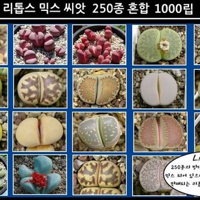 리톱스 나라 리톱스믹스 씨앗 1000립 lithops seed 250혼합 믹스