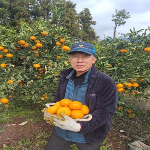 특품 제주 천혜향 3kg 5kg 10kg 선물용 가정용 산지직송, 1박스, 천혜향 10kg 대과(특)