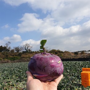 제주 콜라비 제철 겨울 햇콜라비 10kg 5kg 4kg 3kg, 1박스, 1kg(특상)