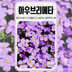아우브리에타 씨앗 200립 세계종묘 혼합종 씨 종자 모종 꽃씨 천일초 일년생 야생화 꽃잔디, 1개