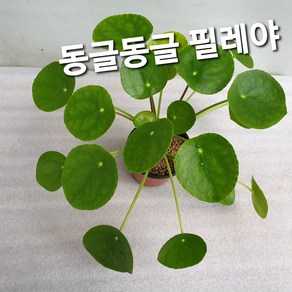 필레야