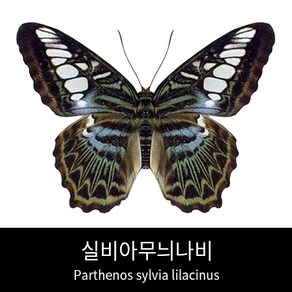 실비아무늬나비표본 Pathenos sylvia lilacinus