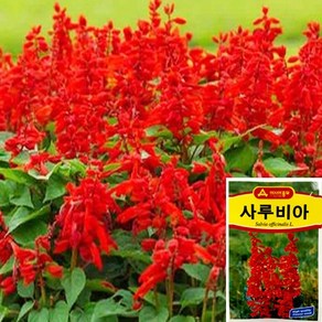 세경팜 사루비아 샐비어 꽃씨앗 500립, 1개