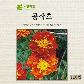 아람종묘 공작초 씨앗 100립, 1개