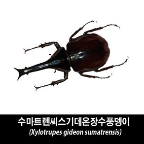 수마트렌씨스기데온장수풍뎅이표본-Xylotrupes gideon sumatrensis