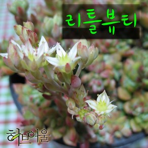 허브여울다육 리틀뷰티 지름 9cm 소품 다육화분, 3개