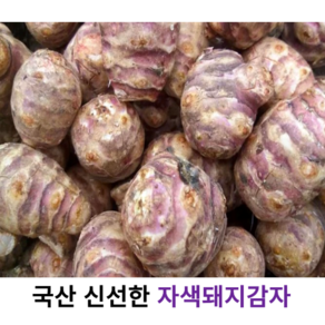 국내산 신선한 자색돼지감자 5kg 10kg 국산 돼지감자 업소용 대용량 뚱딴지 생 돼지감자 프리미엄 햇돼지감자