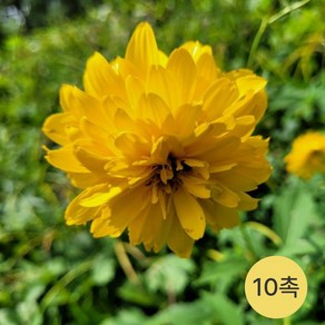 [발아율90%이상] 삼잎국화 겹삼잎국화 종근 모종, 1개