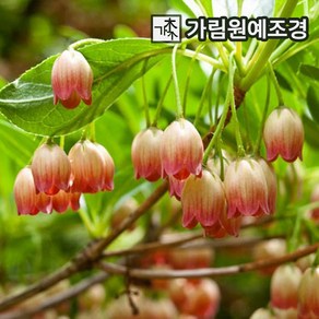 단풍철쭉나무 방울철쭉 묘목 베니사라사 12cm 포트 가림원예조경, 1개