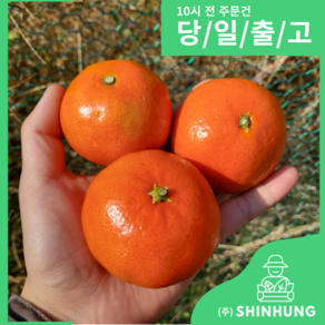 제주 홍매향 빨간귤 [무료배송][신흥유통] [원산지 국산(제주특별자치도)], 1개, 홍매향 소과 1kg 내외