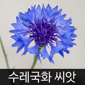 수레국화 씨앗 꽃씨 종자 꽃씨앗 야생화 정원 씨 2g