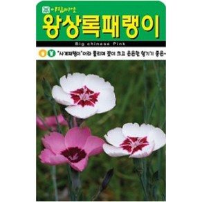 사계라 불리는 왕상록패랭이 씨앗(500립)(A0703), 1개