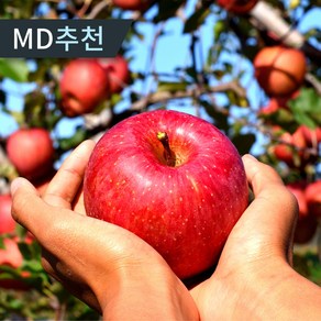 [초특가] 경북 부사 달콤 꿀맛 단단한 사과 고당도 못난이사과, 1박스, 5kg 한입소과(29-40과내외)