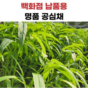 더좋은 공심채 모닝글로리, 1개, 3kg