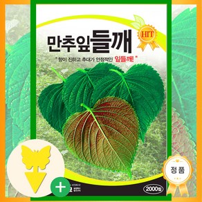 솔림텃밭몰 만추잎들깨씨앗 2000립 잎들깨 들깨씨앗 쌈채소 깨씨, 1개