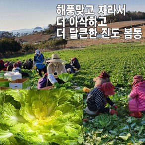 바다와 맞닿은 진도에서 해풍맞고 자란 아삭하고 달큰한 진도 봄동 배추 최상품, 1박스, 3kg