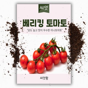 베리킹 방울토마토 씨앗 (50립) / 방울토마토 씨앗, 1개