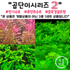 <수초마을> 곱고예쁜 인기수초만 모은 곱단이시리즈 둘 세트 4종(25줄기)구성 워터위스테리아 로탈라홍콩 스트로징 레펜스 암브리아 폭번수초 초보수초 어항수초, 1세트