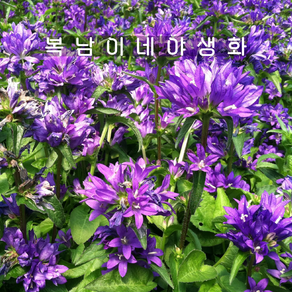 왜성 캄파눌라 벨플레르블루 [4포트 복남이네야생화 모종 퍼campanula], 4개