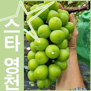 홍복아저씨 영천 샤인머스켓 더크고 다달고 더부드러운과육 청포도, 1박스, 2kg