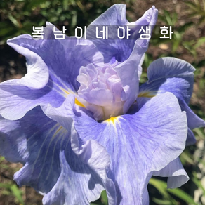 아이리스 엔사타 웨이브액션 [2포트 복남이네야생화 모종 퍼플 붓꽃 iris]