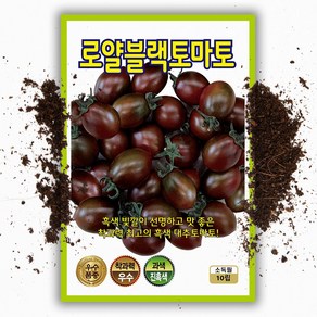 흑 토마토씨앗 10립 고당도 블랙 대추 토마토 종자, 1개