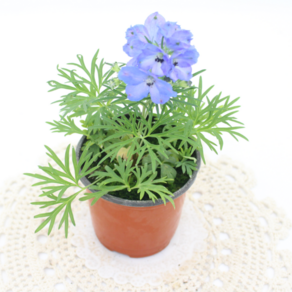 [골든플랜트] 델피니움 Delphinium 블루색상꽃 노지월동 다년초 모종, 1개