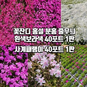 꽃잔디 홍설 분홍 무늬 흰색 에메랄드 사계패랭이 40포트묘