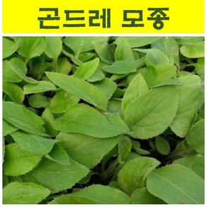 곤드레모종 20개/고려엉겅퀴 wj460