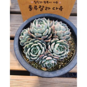 [룰루랄라다육][랜덤]다육식물 마룬힐, 1개