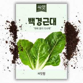 백경근대씨앗 (10g) 근대씨앗