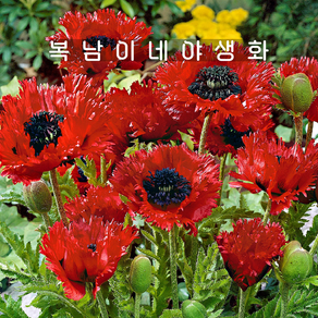 숙근양귀비 터켄루이스 [1개 복남이네야생화 모종 꽃양귀비 오리엔탈 포피 poppy], 1개