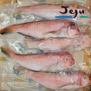 제주 통옥돔 5마리 1kg 제주한림수산 딱새우본사, 1개, 통옥돔5마리