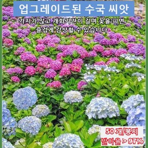 사계절 개화 수국 수국화 혼색종 살아가기 쉬운 정원 개화 수국 개화기간이 길고 수국 수국 내한성/내음성/내열성