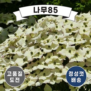 (나무85) 산딸나무 시리즈, 1.산딸 실생2년 ( 3주묶음 ), 1개