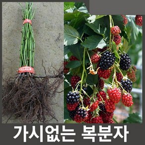 복분자 나무 묘목 슈퍼복분자 블랙베리묘목 2년생 n14, 1개