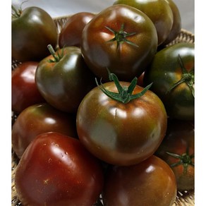 공작소 [당일출고] 프리미엄 고당도 스테비아 흑대저 토마토, 1개, 스테비아 대저 토마토 1팩