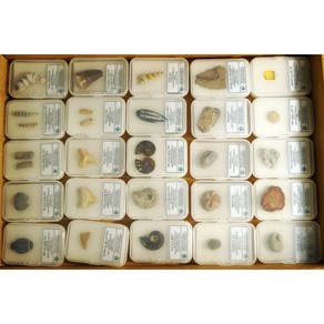 화석월드 (케이스 설명서 포함) 표준화석 25종 세트 / Index Fossil 25 Set 200612-1