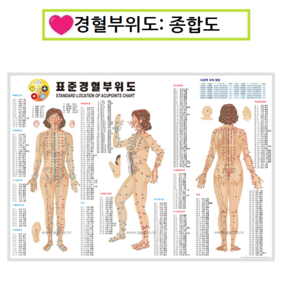 피지오 경혈부위도 인체도 혈점 발분포도, 경혈부위도(종합도), 1개